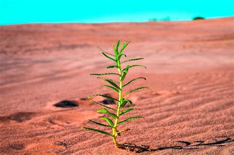 Primer Plano De Una Planta Que Crece En Tierra Foto Premium