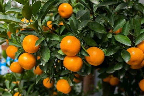 The Sunburst Tangerine Tree Minneopa Orchards