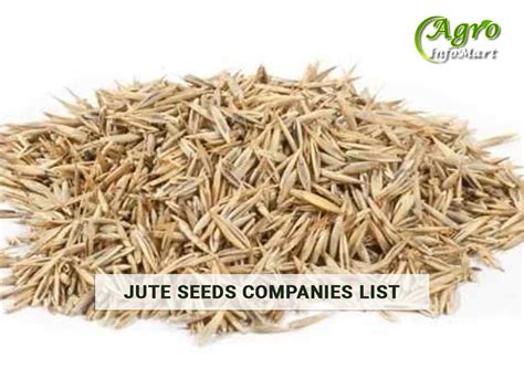 Top Notch Quality Jute Seeds Manufacturers & Suppliers