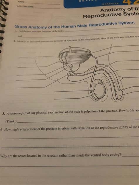 Anatomy Of The Reproductive System Exercise 42 Anatomical Charts