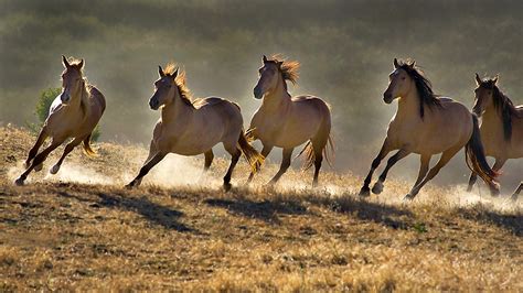 NOBILANGELO: PHOTO - GOLDEN HORSES RUNNING FREE