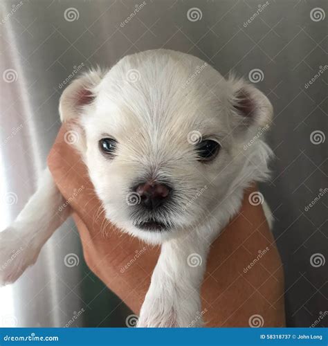 Can Puppies See At 3 Weeks Old