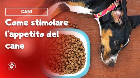 Come Stimolare Lappetito Del Cane Amoreaquattrozampe It YouTube