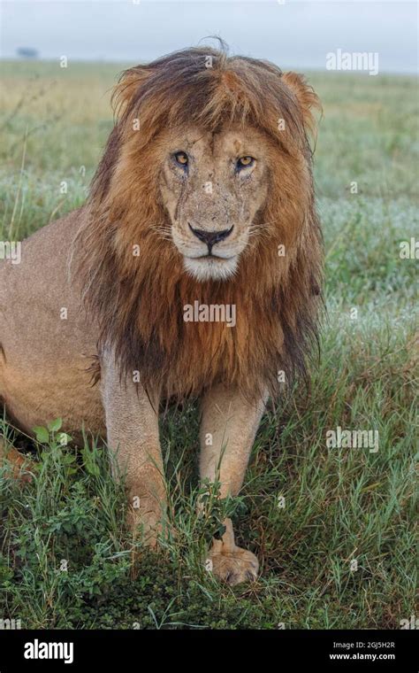 Adult Black Maned Lion Serengeti National Park Tanzania Leo Stock