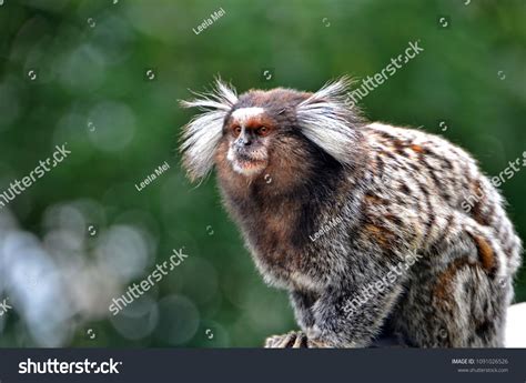 Male Marmoset Monkey Stock Photo 1091026526 | Shutterstock