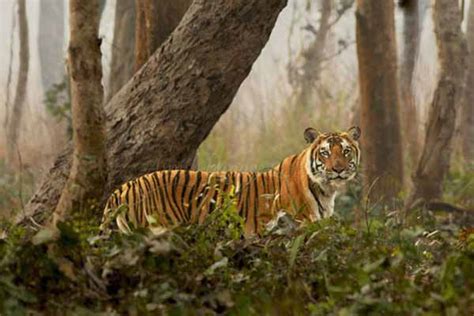 Sundarbans National Park | Sunderbans Tiger Reserve, Ticket Price ...