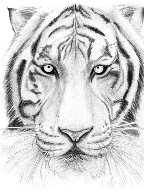 drawing tiger  fernandasabaudo  deviantart