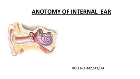 Anatomy of Inner Ear | PPT