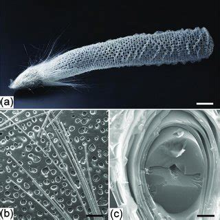 Euplectella aspergillum. Morphological feature (a) and the ...