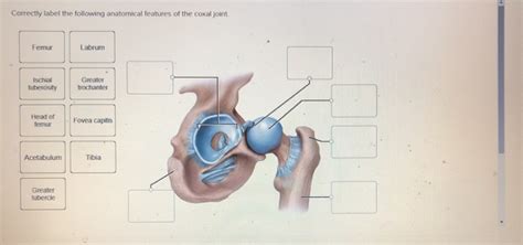 Solved Correctly Label The Following Anatomical Features Of