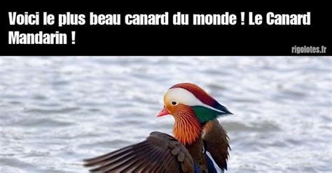 Voici le plus beau canard du Blagues et les meilleures images drôles