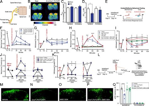 Spinal Neuropeptide Y Y Receptor Expressing Neurons Are A