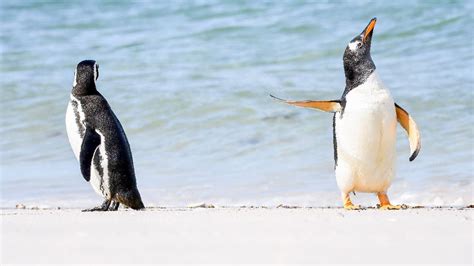 Comedy Wildlife Photography Awards Names Funniest Animal Photos Of 2022