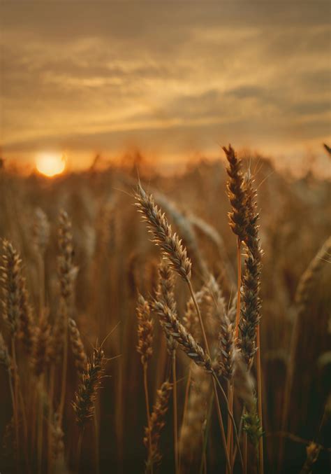 1000+ Engaging Wheat Field Photos · Pexels · Free Stock Photos