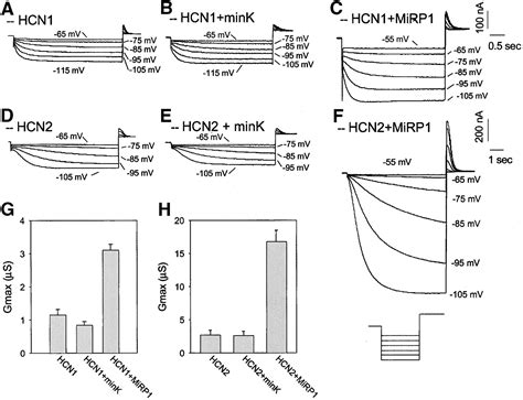 MinK Related Peptide 1 Circulation Research