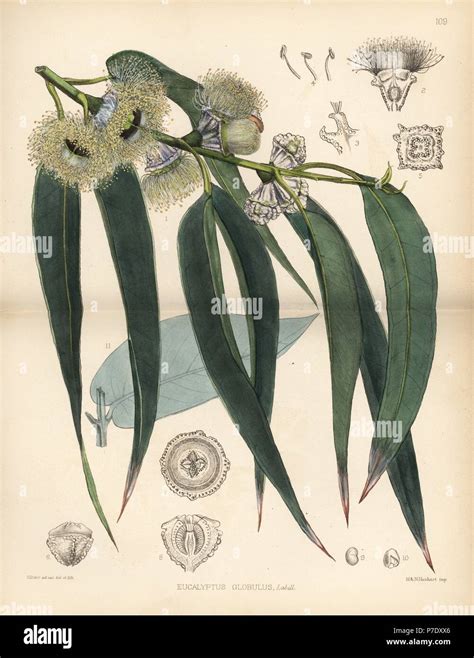 Tasmanian Blue Gum Tree Eucalyptus Globulus Handcoloured Lithograph