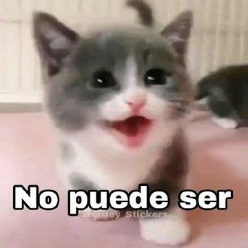 Pin de Miguel Cajita en Guardado rápido Meme gato Gatos Imágenes