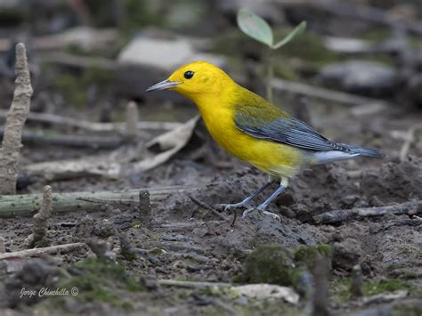 Prothonotary Warbler Protonotaria citrea Playa Tárcoles Flickr