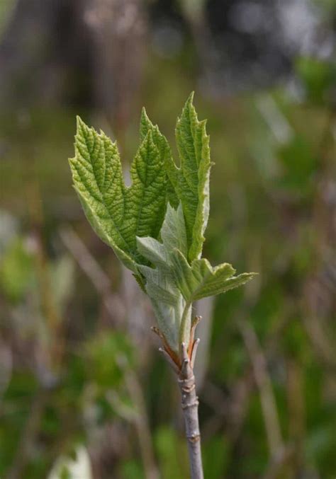 Pruning Oakleaf Hydrangea The Comprehensive Guide For Healthy Blooms