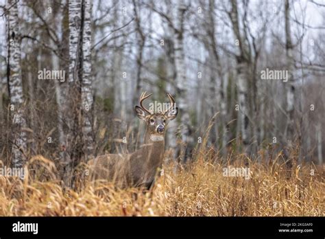 White Tailed Buck During The Peak Of The Rut In Northern Wisconsin