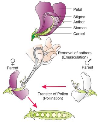 Artificial Pollination : Steps For Artificial Pollination | Infinity Learn