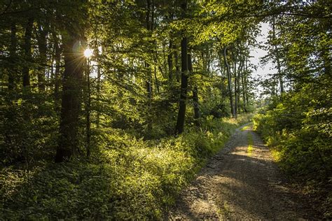 Hutan Jalan Pohon Foto Gratis Di Pixabay