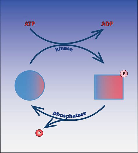 Reversible Phosphorylation Governs Many Cellular Processes The Kinases