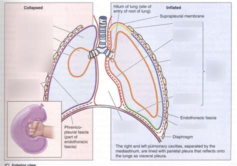 Pleural Cavities And Mediastinum Diagram Quizlet