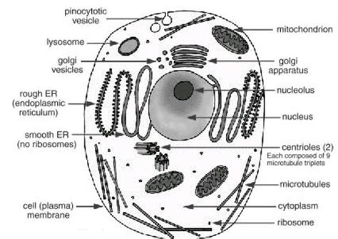 Draw The Diagram Of Animal Cell According To Class 9