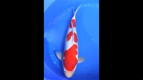 Kohaku Genjiro Koi Farm Dainichi Kinsen Bloodline YouTube