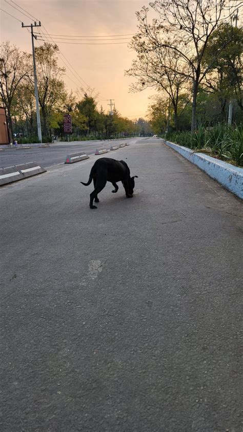 Alina on Twitter RT cintli luna Se nos unió esta perrita perdida en