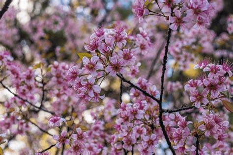 16 Cherry Blossom Festival Shillong Royalty-Free Photos and Stock Images | Shutterstock