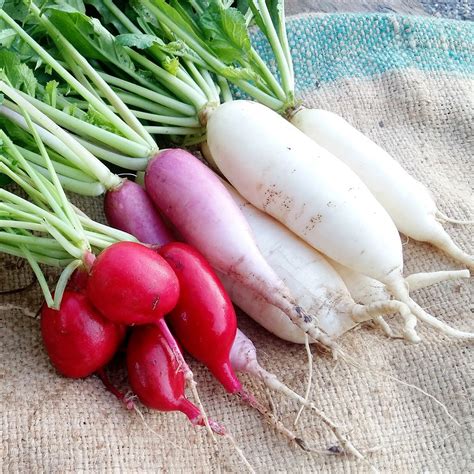 radish health benefits