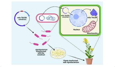 | Transformation of the mitochondrial genome. Genome editing in ...