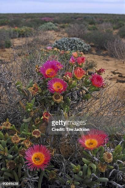 208 West Coast Flowers South Africa Stock Photos, High-Res Pictures ...