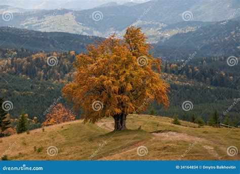 Lonely Autumn Tree Stock Photo Image Of Beam Nature 34164834