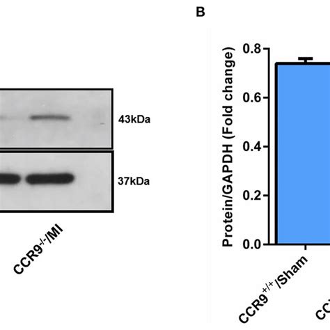 Ccr Knock Out Preserves The Expression Of Cx A Western Blot Band