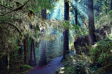 Fondos de Pantalla Bosques árboles Senda Naturaleza descargar imagenes