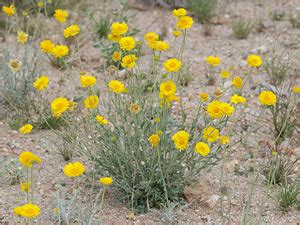 Desert Marigold