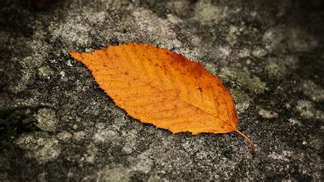 Orange Leaf Hd Desktop Wallpaper Widescreen High Definition