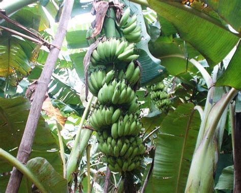 Banana Varieties - Common Banana Types in Kerala