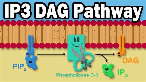 Ip3 Dag Calcium Pathway Youtube