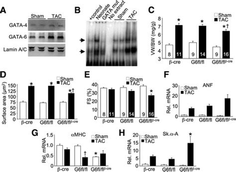 The Transcription Factor GATA 6 Regulates Pathological Cardiac