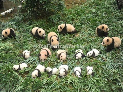 Wolong Panda Reserve - Wolong Shenshuping Panda Base