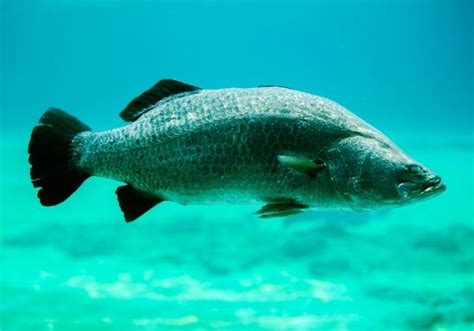 アカメって魚知ってる日本三大怪魚の主な生息地から生態まで nyanitsuri