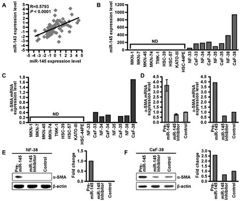 Mir Target Smooth Muscle Actin Sma Expression In Fibroblasts