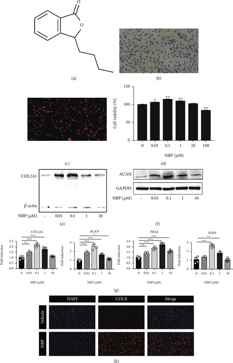 Figure From Dl N Butylphthalide Promotes Cartilage Extracellular