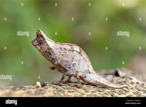 Perinet Leaf Chameleon Brookesia Theresieni Small Lizard Chameleon