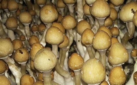 Benefits Of Massage For Psilocybin Therapy And Common Psilocybin