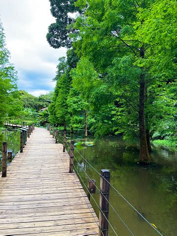 Beautiful Landscape View With Wooden Bridge And Green Forest Tree In Nature Background Stock ...